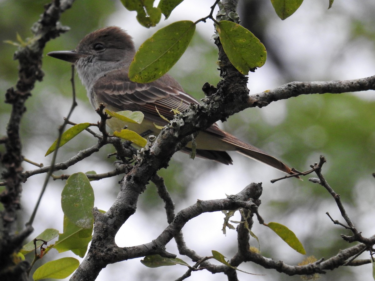 Brown-crested Flycatcher - ML437636261