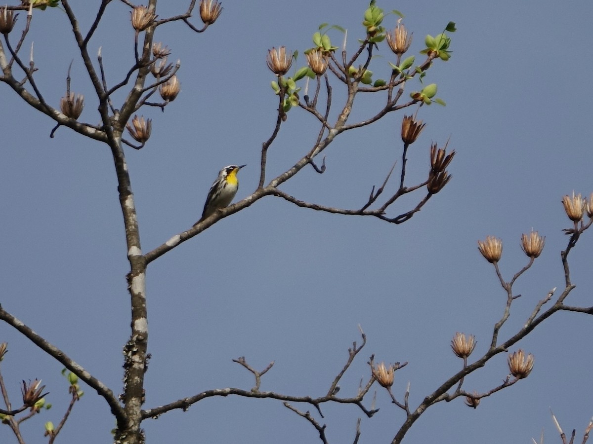 Yellow-throated Warbler - ML437636951