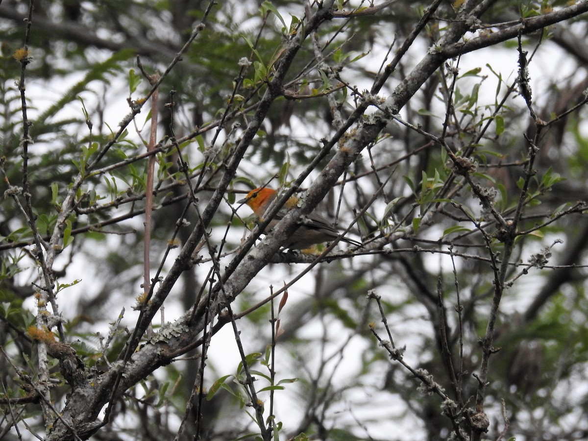 Orange-headed Tanager - Dario Wendeler