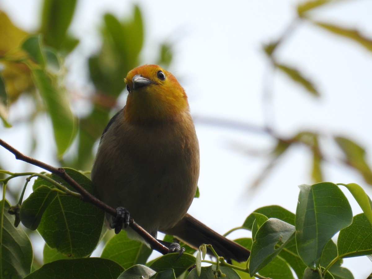 Orange-headed Tanager - dario wendeler