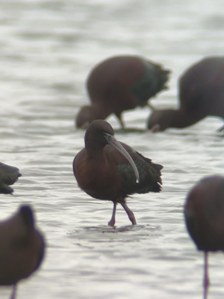 Glossy Ibis - ML437637861