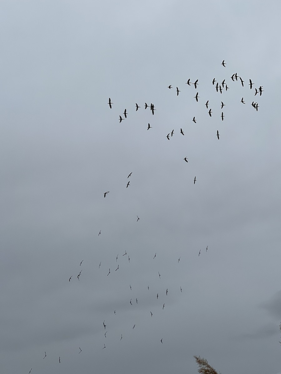 White-faced Ibis - ML437637981