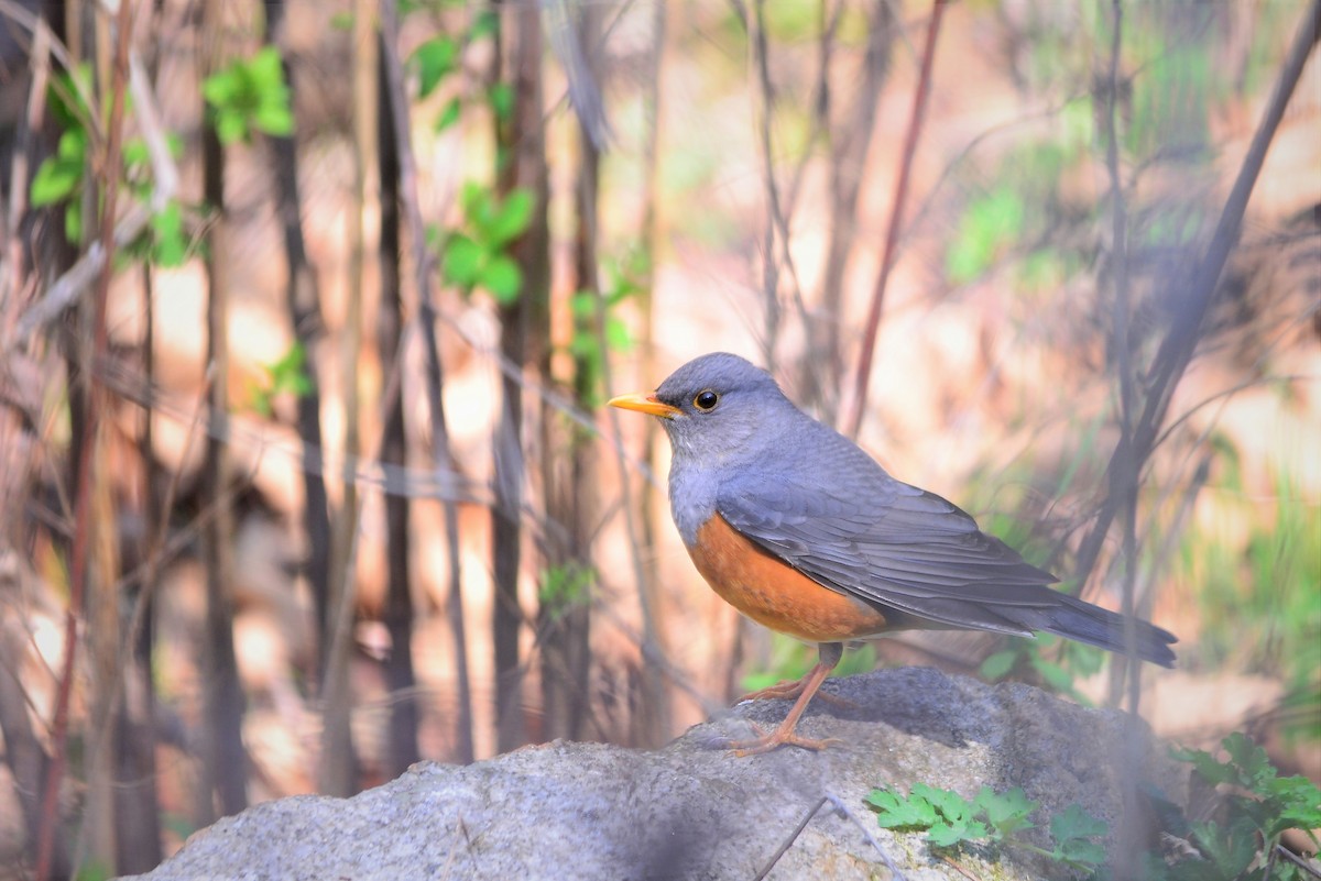 Gray-backed Thrush - ML437638641