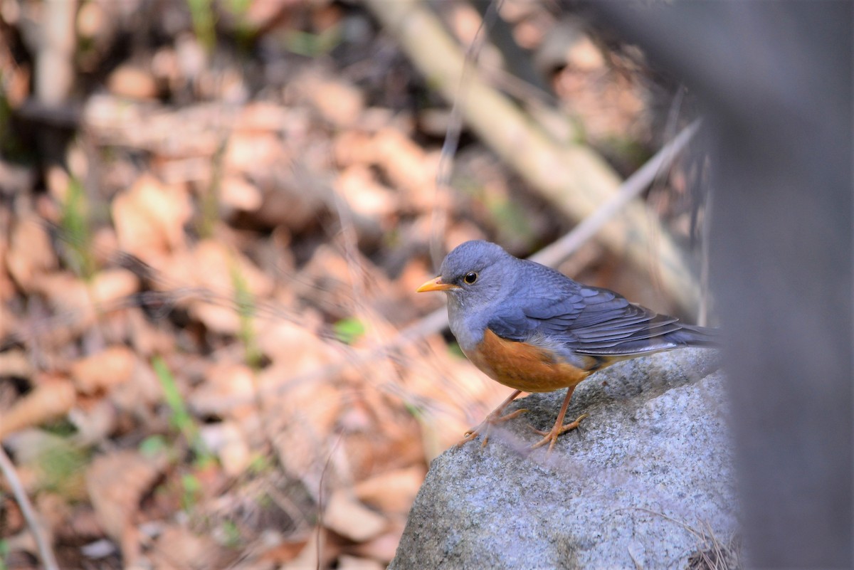 Gray-backed Thrush - ML437638651