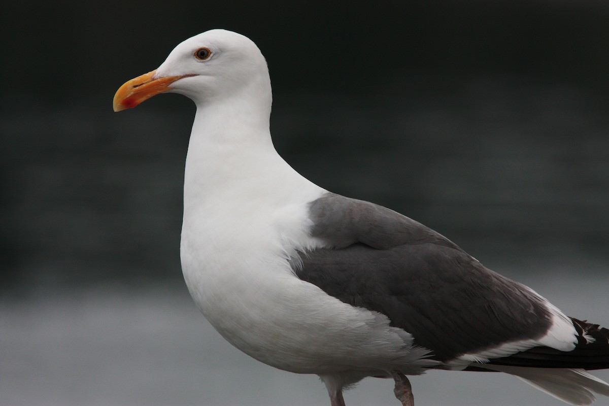 Western Gull - ML437640151