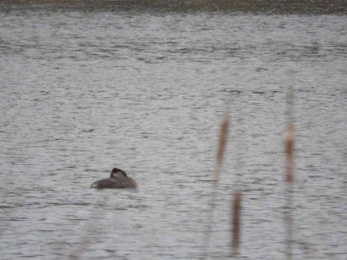 Red-necked Grebe - LK van Handel