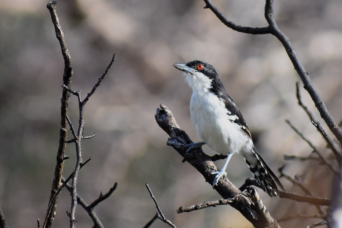 Great Antshrike - ML437640821