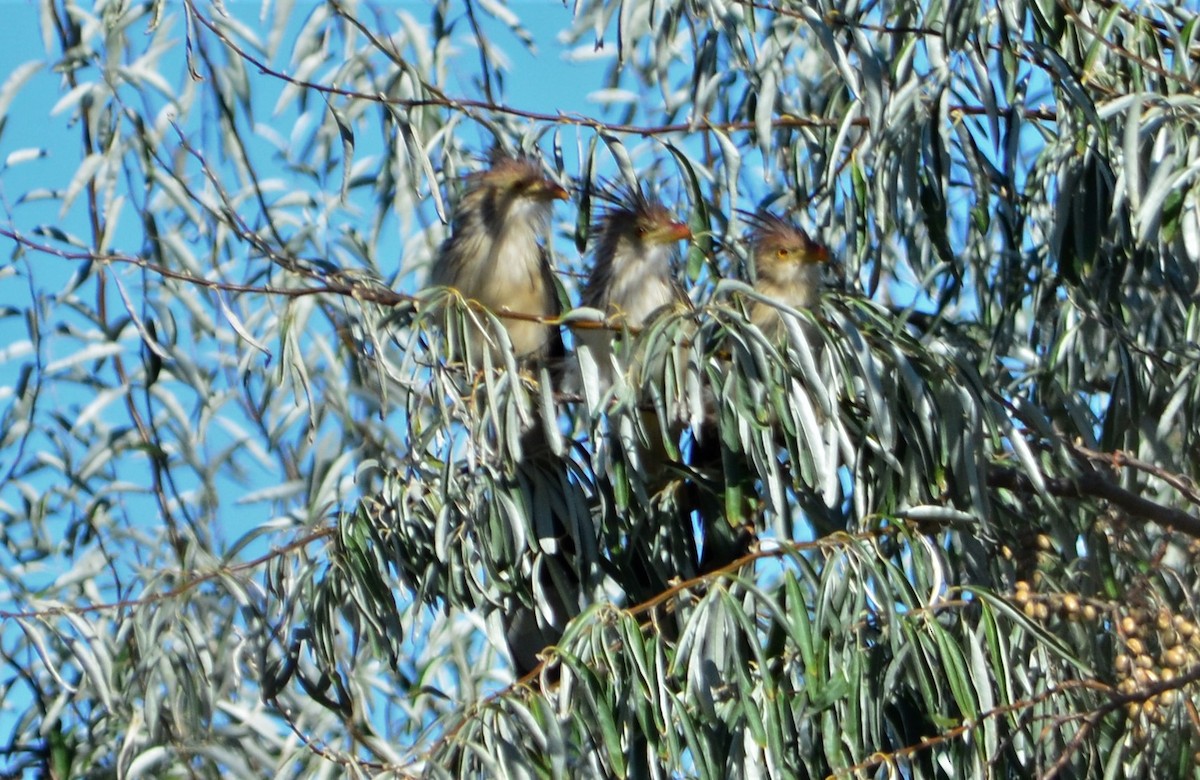 Guira Cuckoo - ML437640861