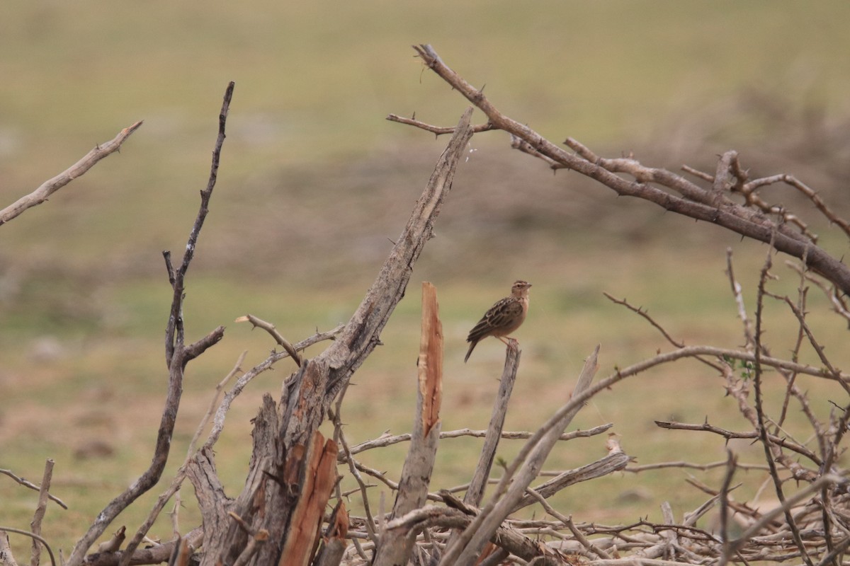 Tawny Lark - Praveen H N