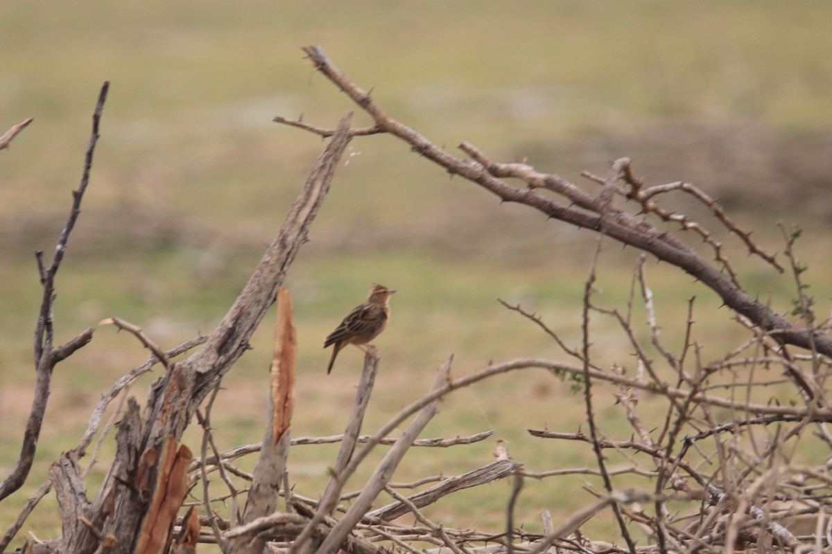 Tawny Lark - Praveen H N