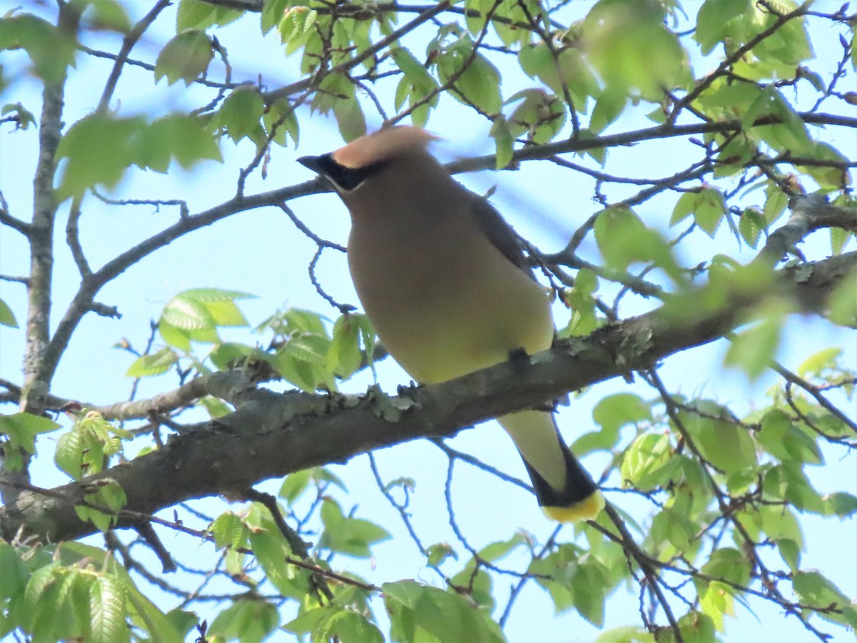 Cedar Waxwing - ML437641361