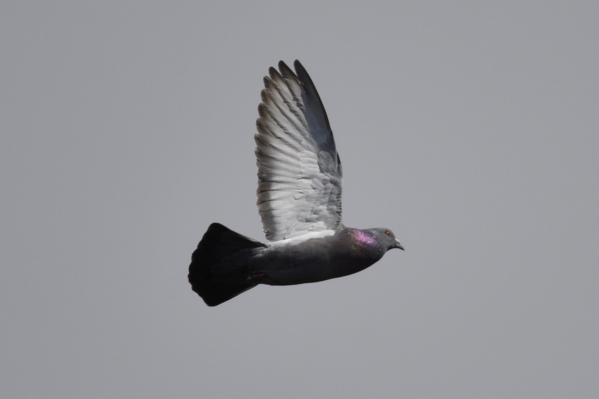 Rock Pigeon (Feral Pigeon) - ML437643471
