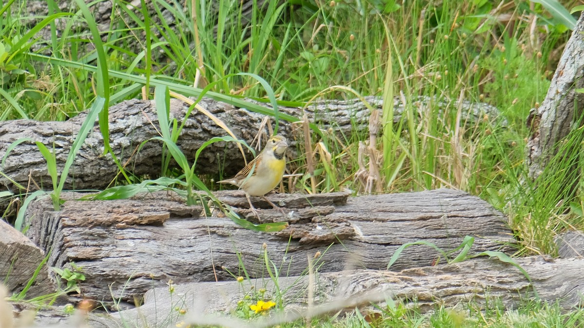 Dickcissel d'Amérique - ML437644291