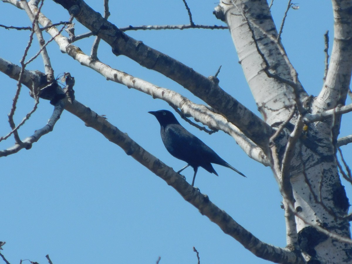 Brewer's Blackbird - ML437645511