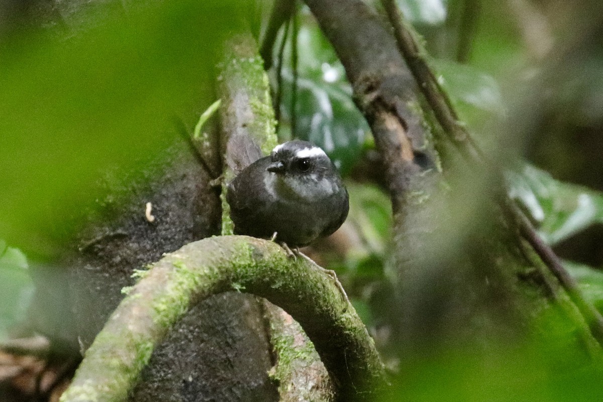 Tacarcuna Tapaculo - Jonathan Slifkin