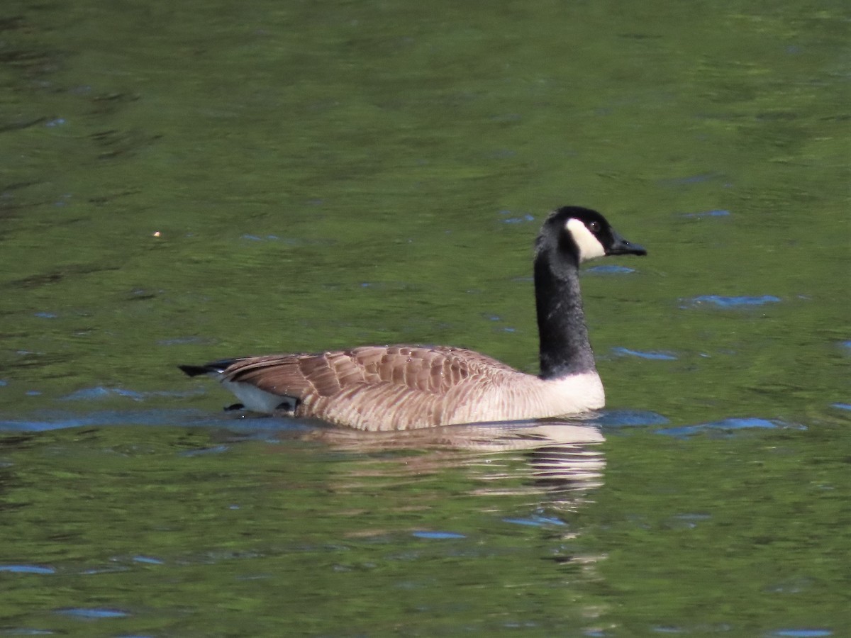 Canada Goose - ML437648391