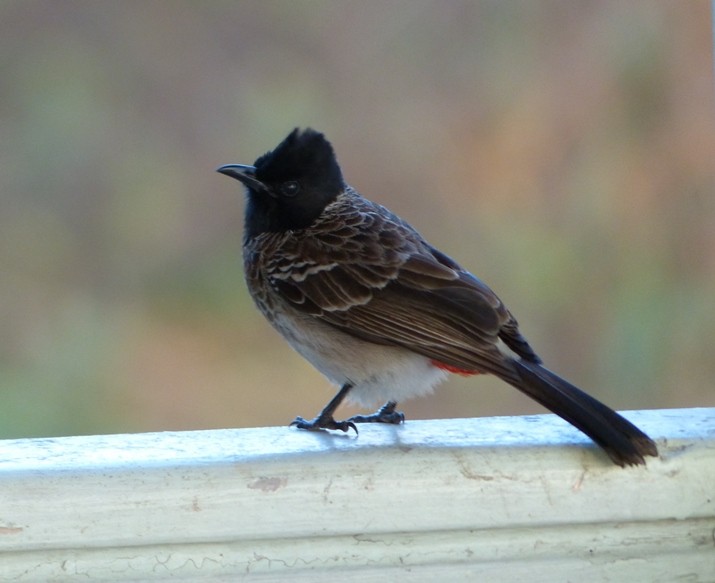 Bulbul à ventre rouge - ML43764881