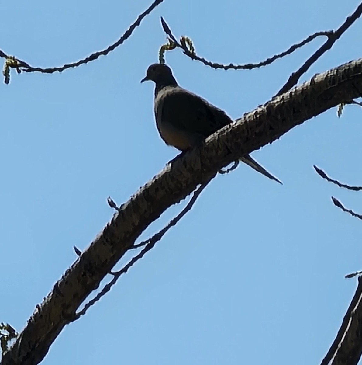 ナゲキバト - ML437649481