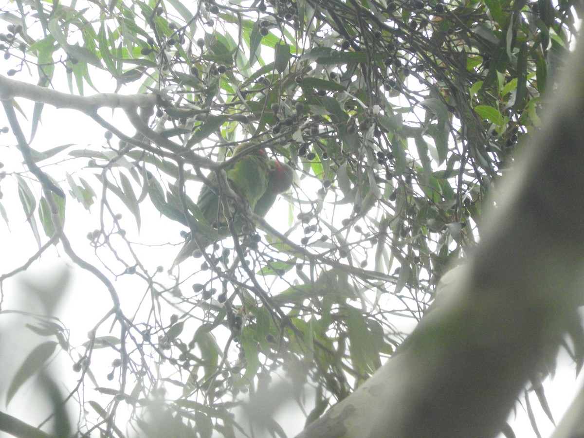Musk Lorikeet - ML437649521