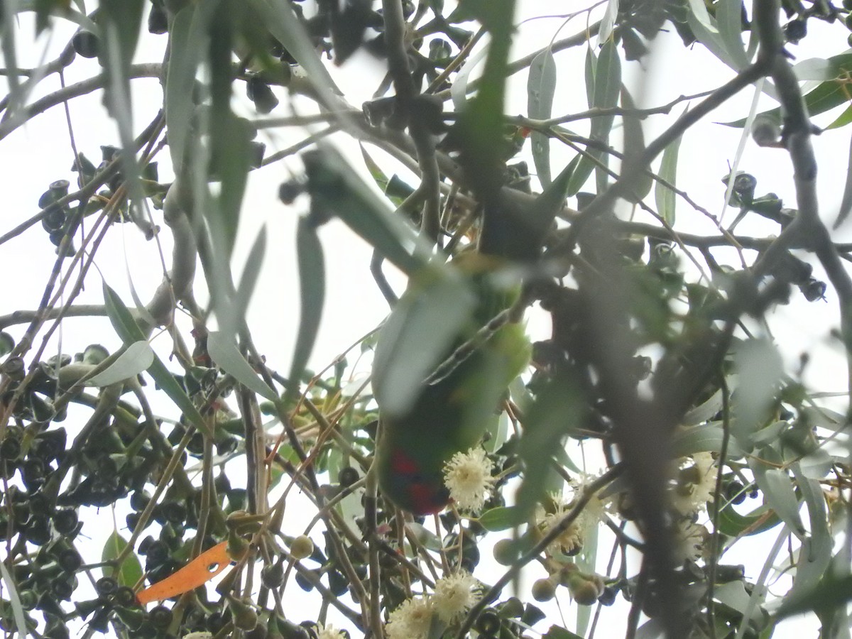 Musk Lorikeet - ML437649541