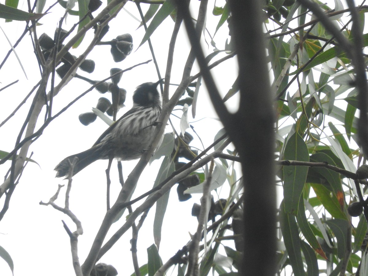 New Holland Honeyeater - ML437649551