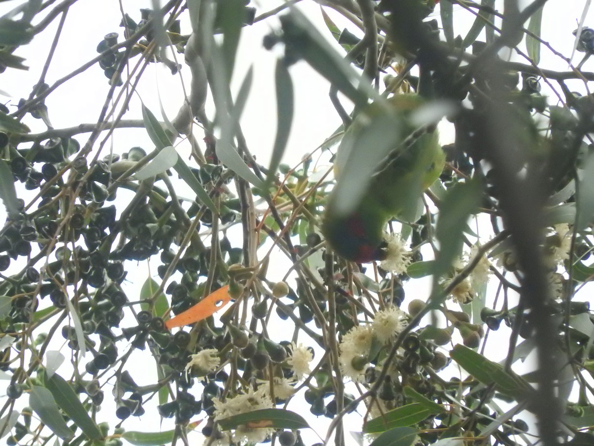 Musk Lorikeet - ML437649571