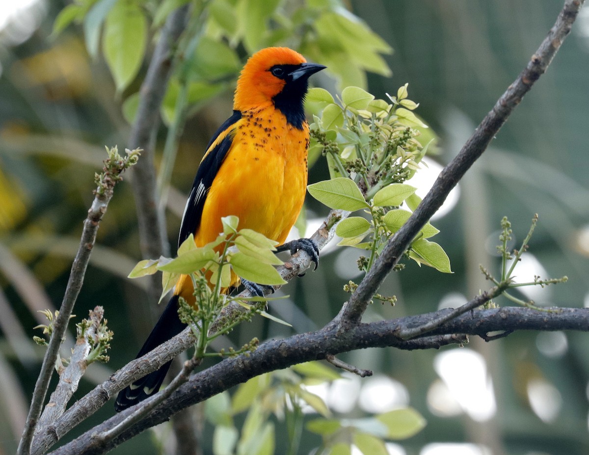 Spot-breasted Oriole - Linda  Fell