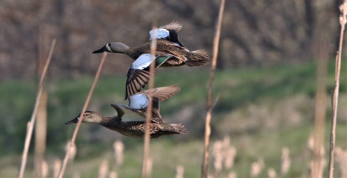 Blue-winged Teal - ML437651471