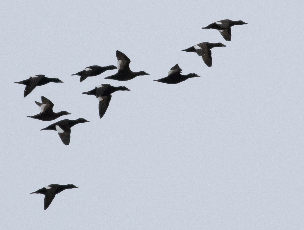 White-winged Scoter - ML437652201