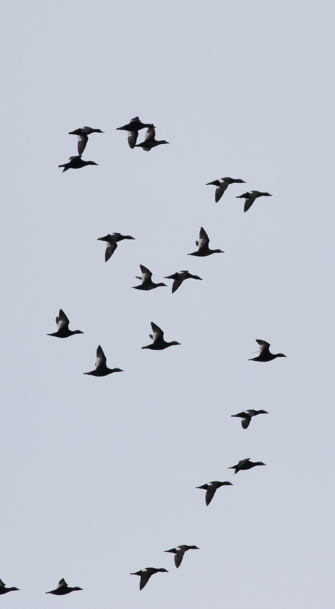 White-winged Scoter - ML437652271