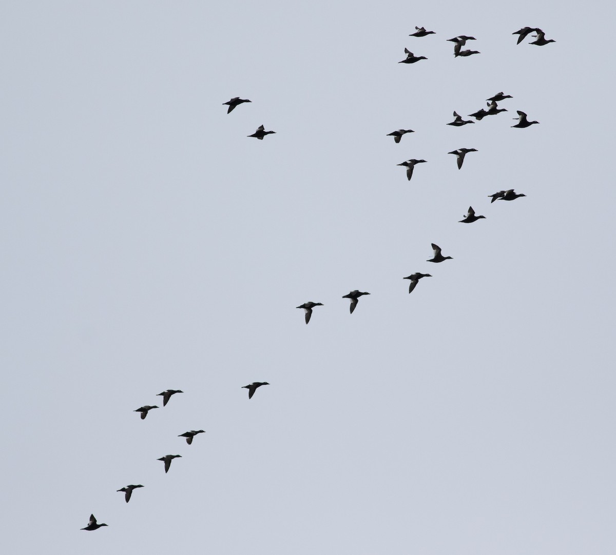 White-winged Scoter - ML437652311