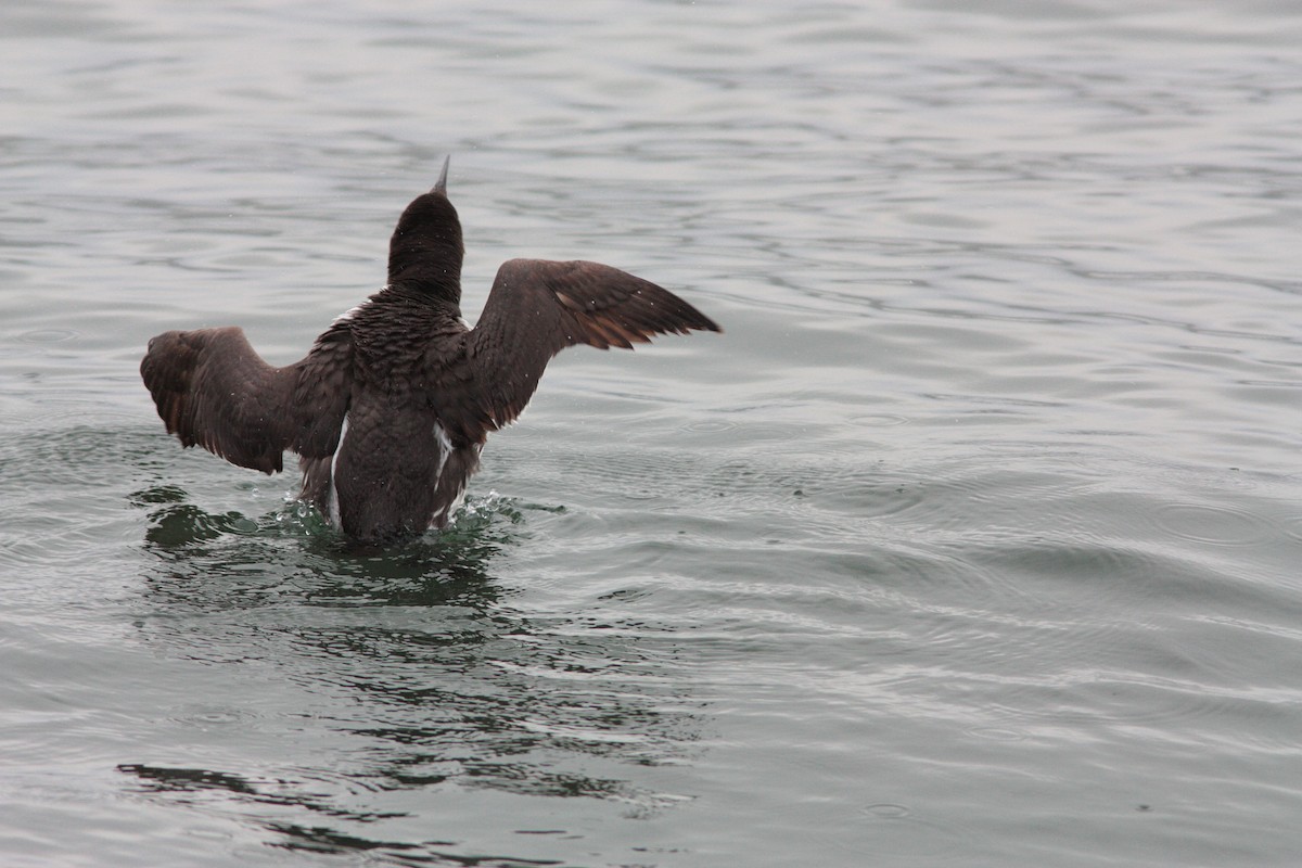 Common Murre - ML437652751