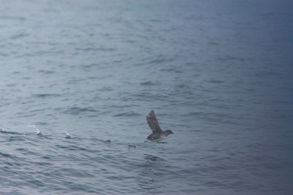 Cassin's Auklet - ML437652921