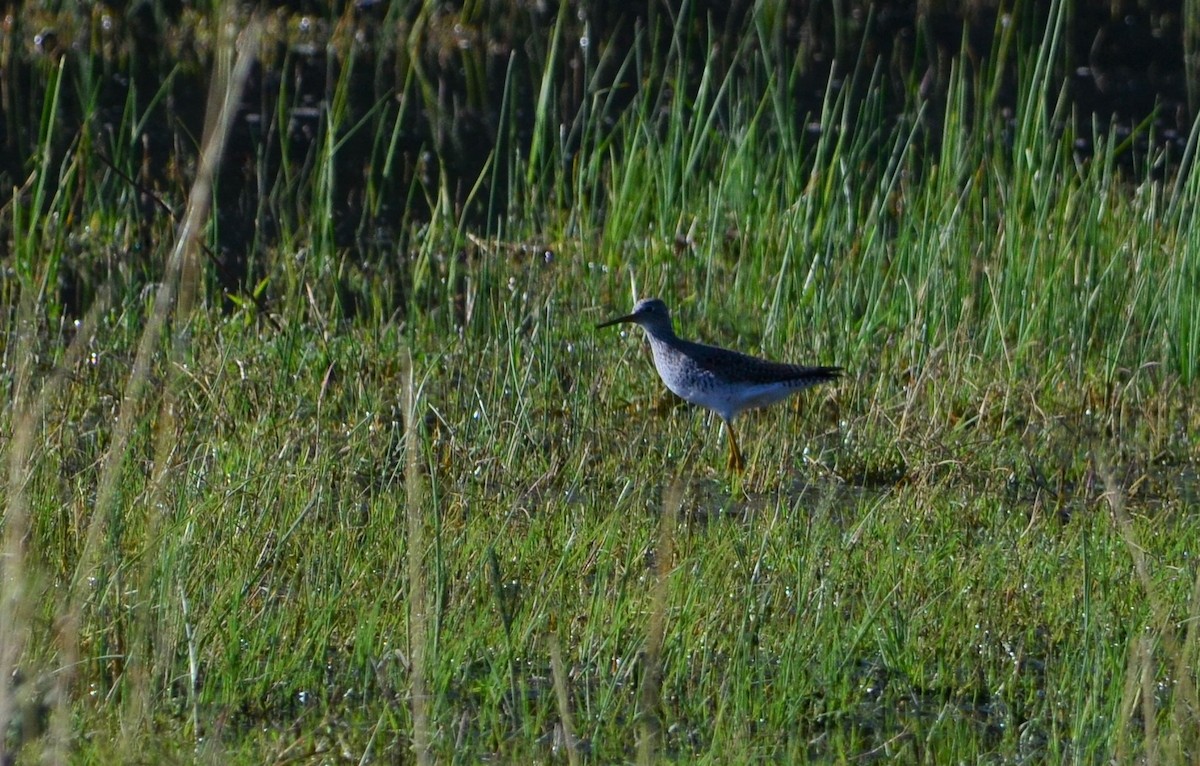 Lesser Yellowlegs - ML437654171