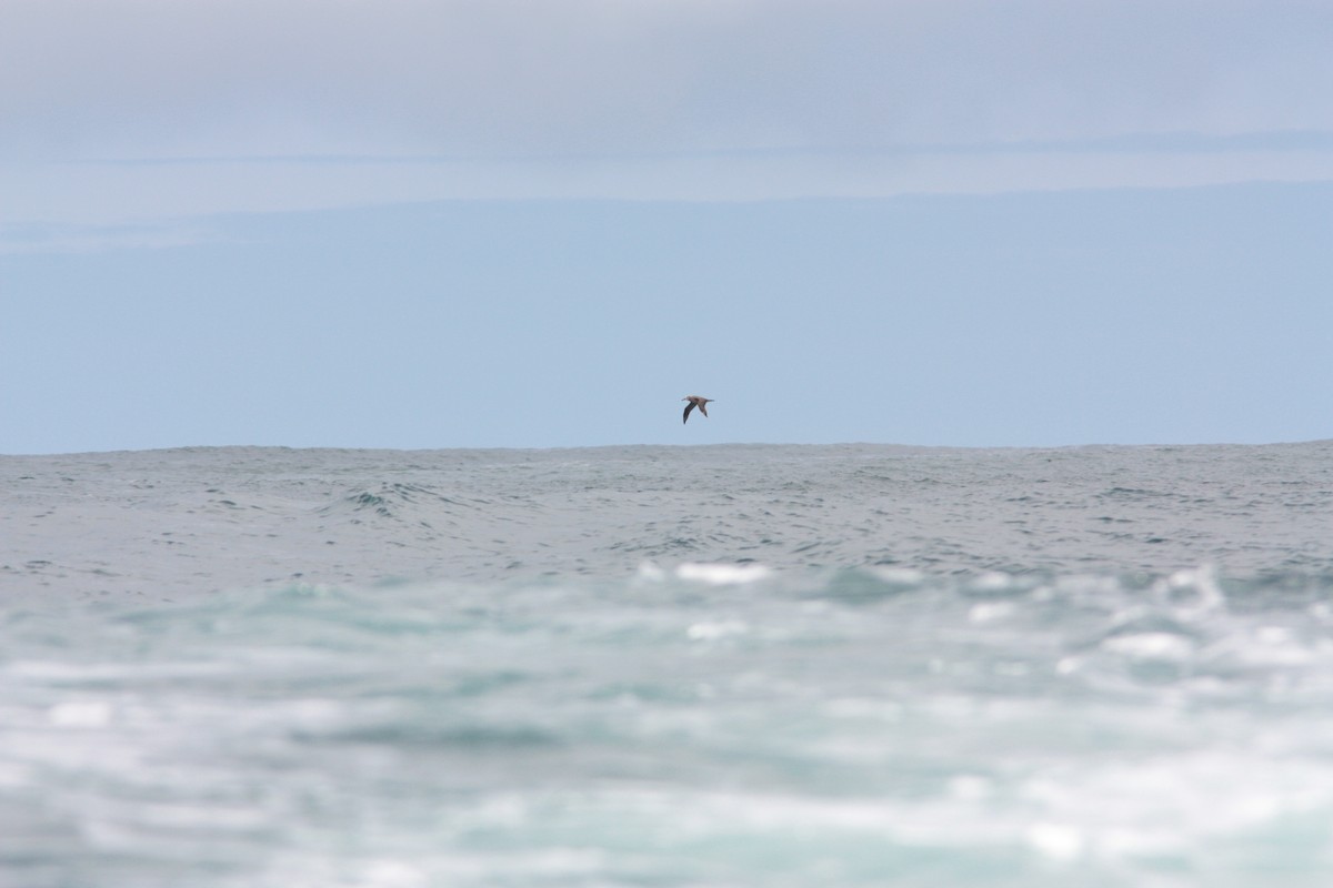 Albatros à pieds noirs - ML437654461