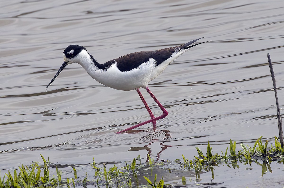 Black-necked Stilt - ML437654471