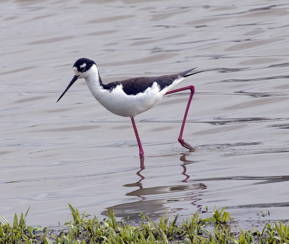 Black-necked Stilt - Gregory Johnson