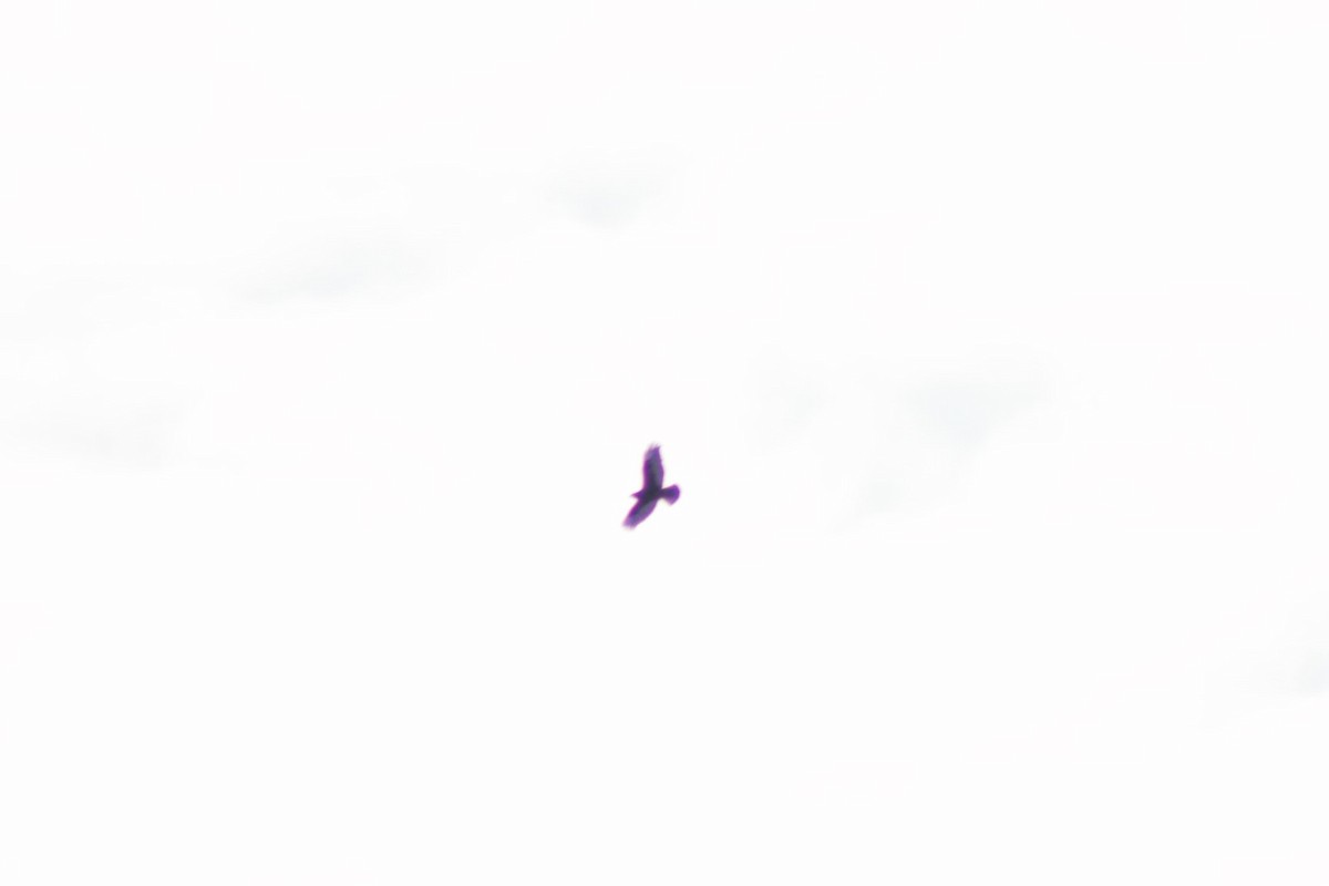 Тарлан сар - ML437654651