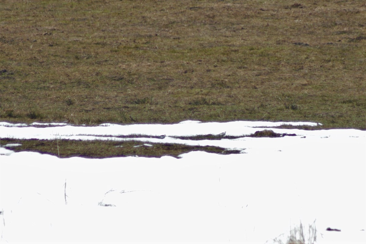 Snow Bunting - Alexander Merrigan