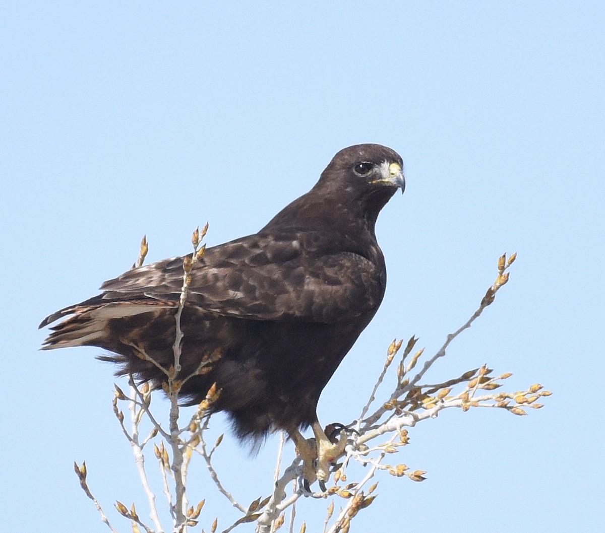 Red-tailed Hawk - ML437655961