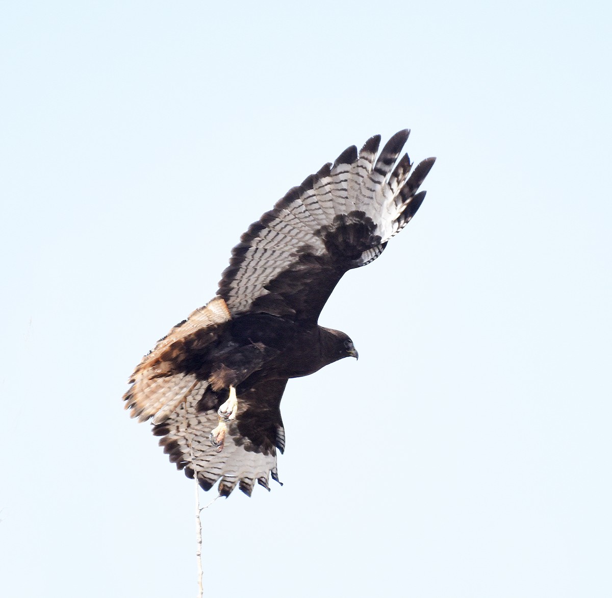 Red-tailed Hawk - ML437655971