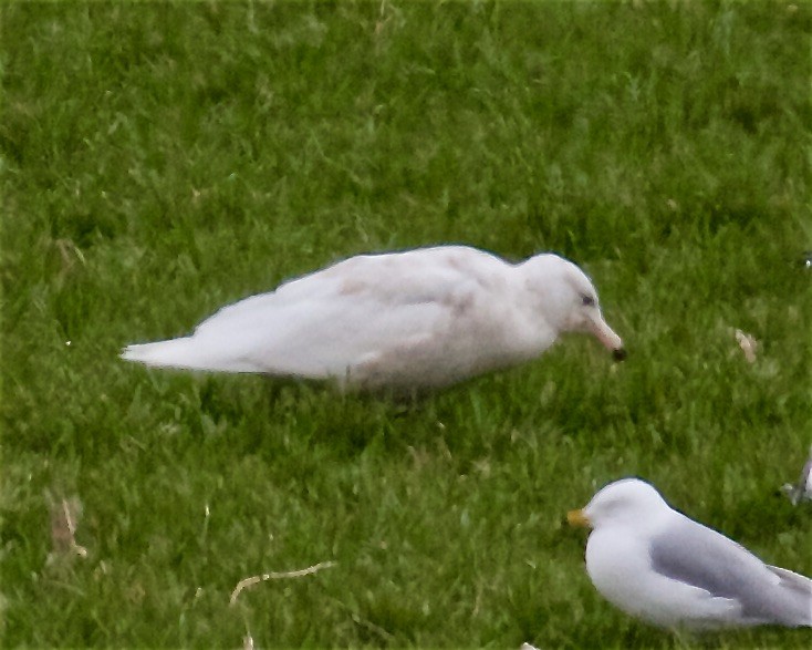 Glaucous Gull - Jack & Holly Bartholmai