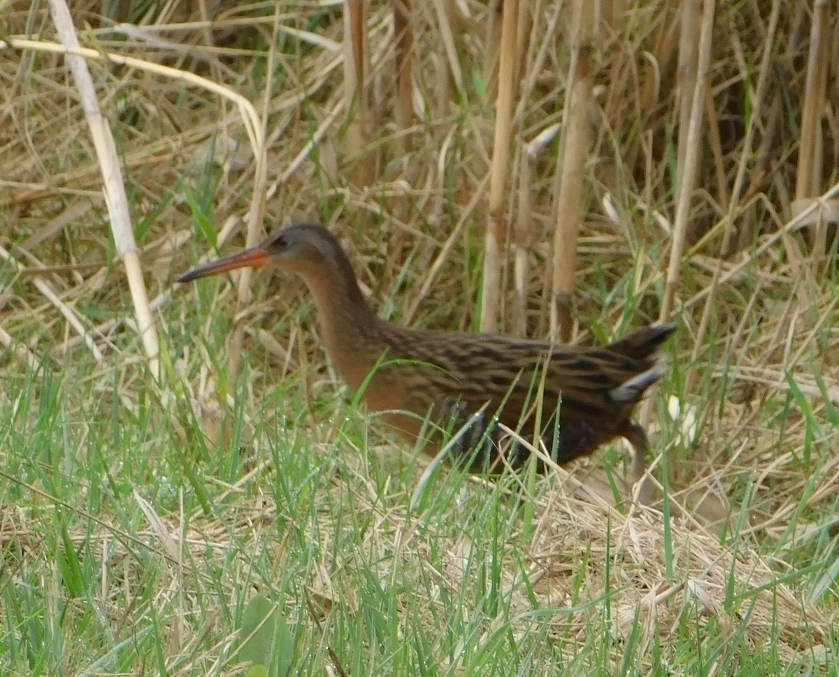 King Rail - ML43765821