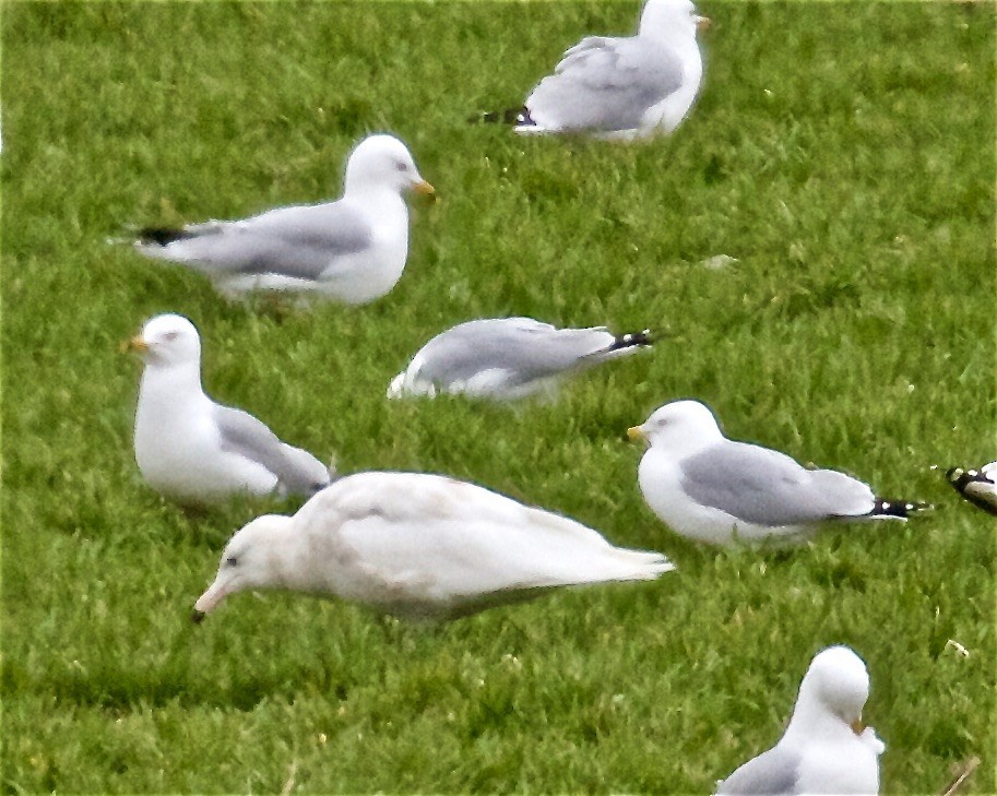 Glaucous Gull - Jack & Holly Bartholmai