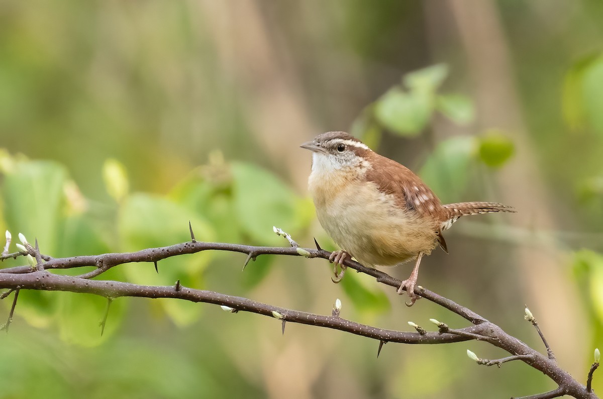 Carolina Wren - ML437659001