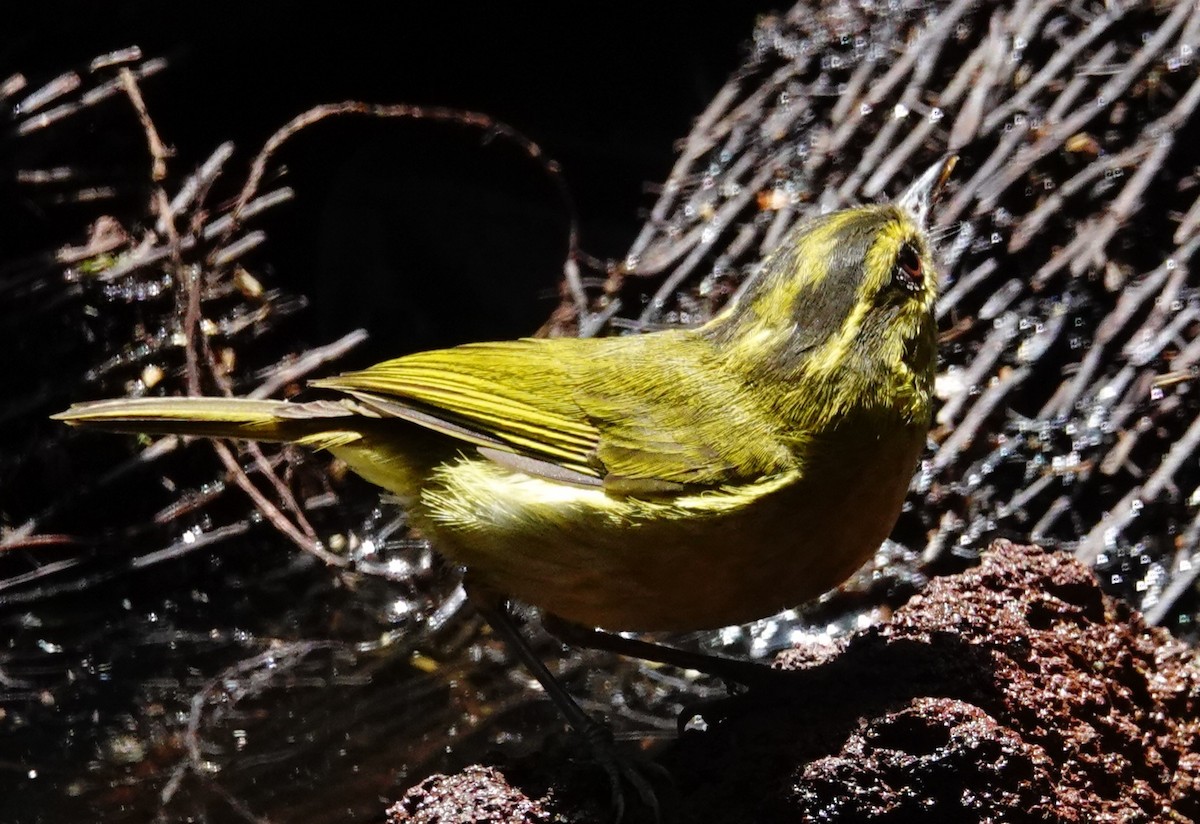 Mountain Leaf Warbler - ML437659091