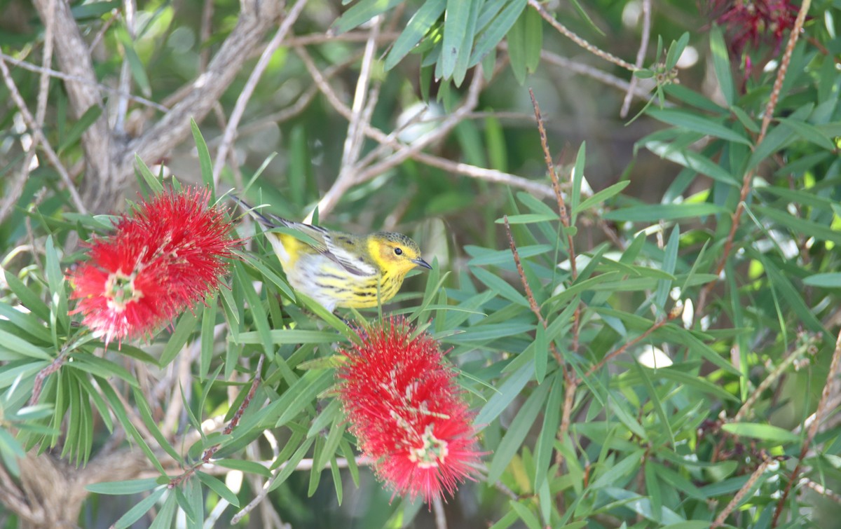 Cape May Warbler - Kevin Burke