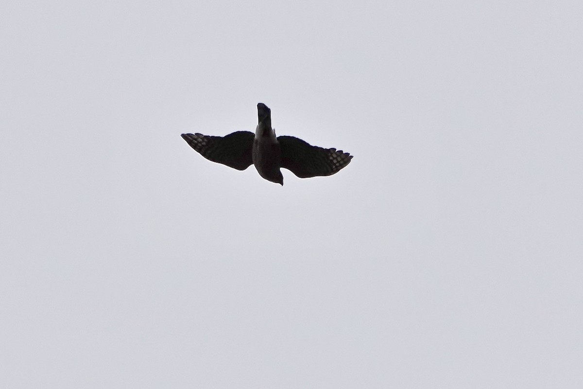 Cooper's Hawk - ML437665121
