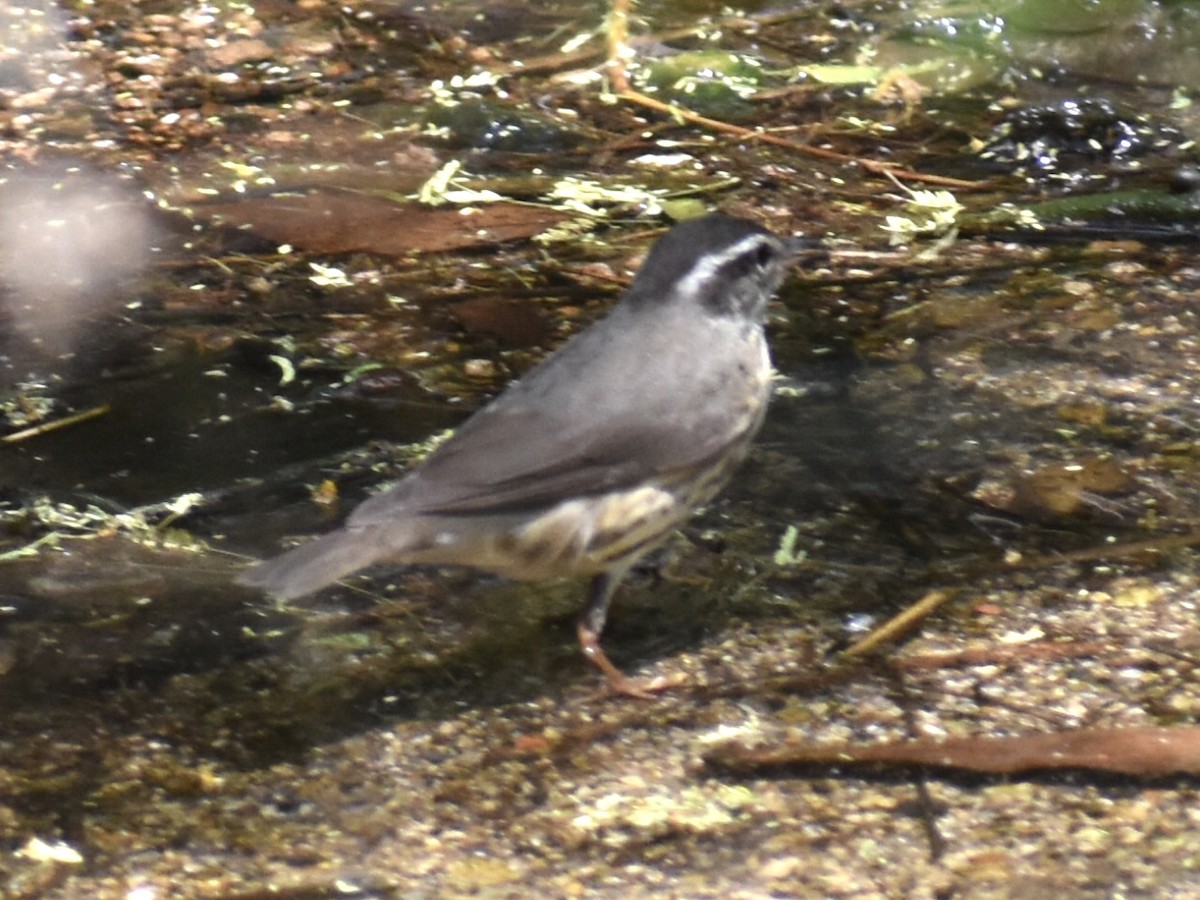 Louisiana Waterthrush - ML437667031