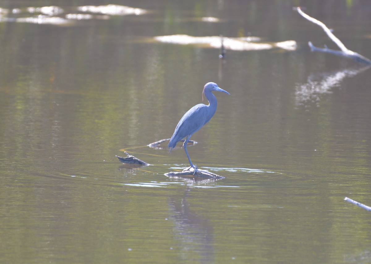 Little Blue Heron - Dave Wilson